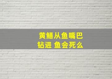 黄鳝从鱼嘴巴钻进 鱼会死么